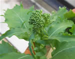 Cime di rapa