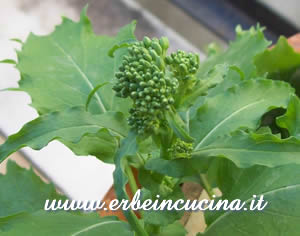 Broccoli rabe
