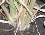 Citronella