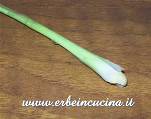 Lemon grass