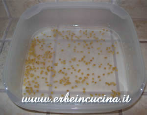 Fenugreek Seeds