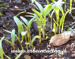 Newborn coriander
