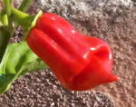 Jamaican Red Hot