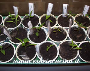 Chilies