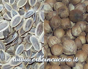 Semi di aneto e coriandolo