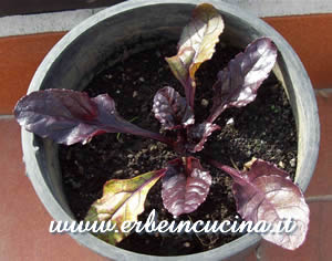 Beetroot