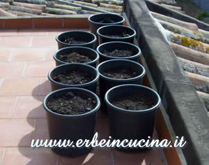 Rooftop Gardening