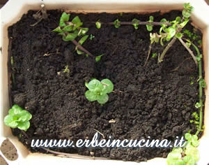 Menta glaciale