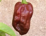 Peperoncino Habanero Chocolate