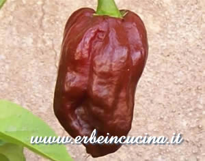 Habanero Chocolate