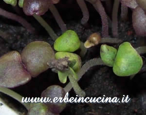 Dark Opal Basil