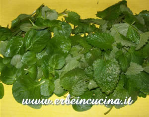 White mint and lemon balm