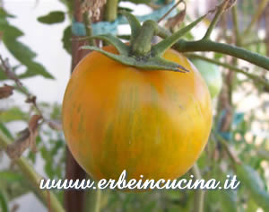 Pomodori Green Zebra Stripe