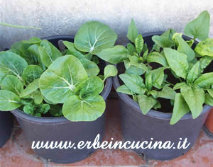 Pak Choi e Spinaci