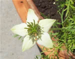 Fiore di Nigella