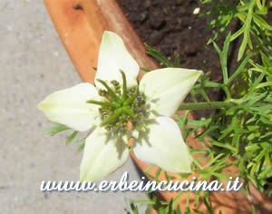 Fiore di Nigella