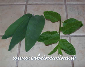 Sage and mint