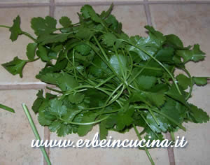 Coriander