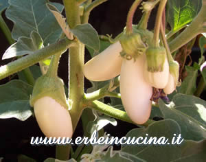 White Eggplant