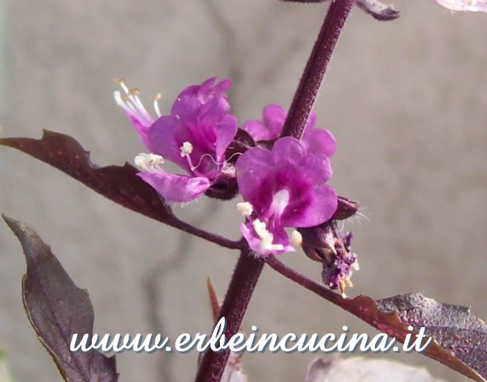 Fiori di basilico Dark Opal