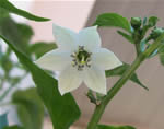 Fiore di peperoncino Cascabel