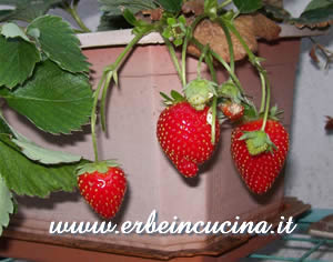 Fragole