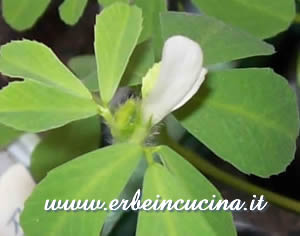Fiore di Fieno Greco