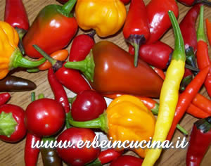 Chili harvest
