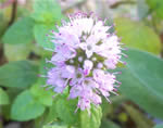 Fiore di menta glaciale