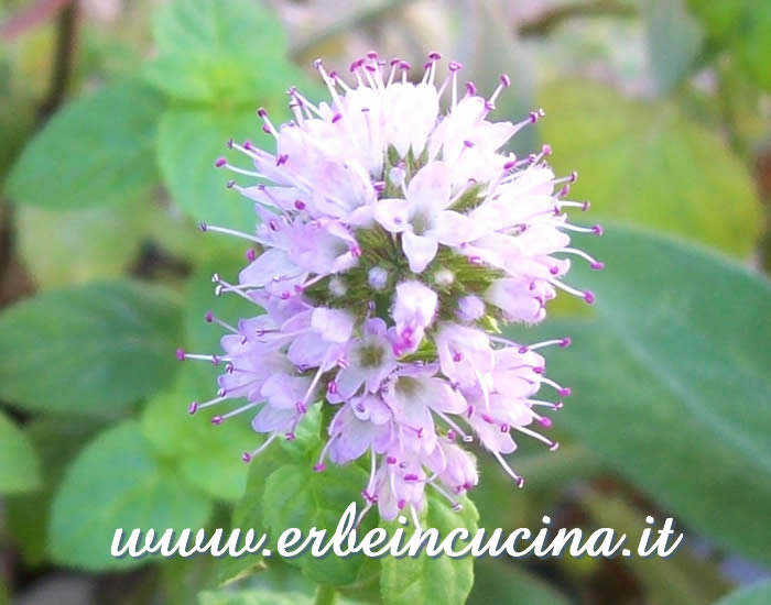 Fiore di menta glaciale