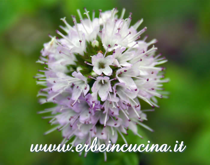 Fiore di menta glaciale