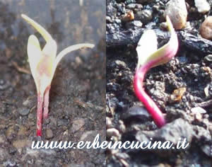 Rhubarb Chard e Rainbow Chard