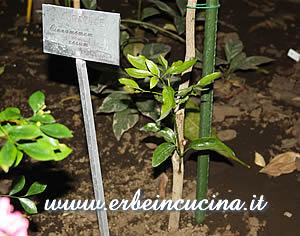 Cinnamon tree