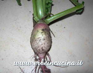 Radish Watermelon