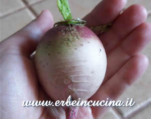 Radish Watermelon