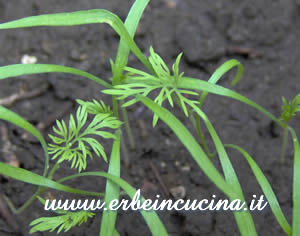 Dill