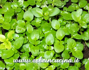 Pennyroyal