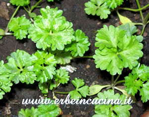 Curley leaf parsley