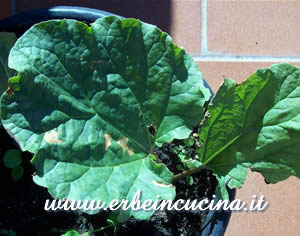Rhubarb