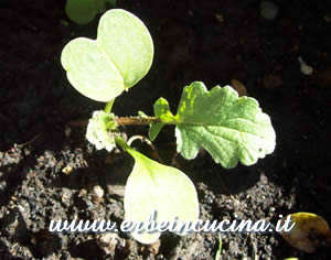 Radish