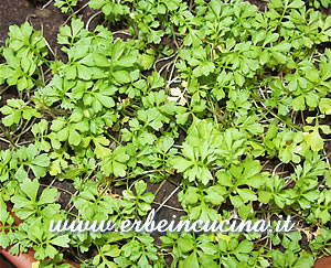 Cress