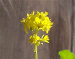 Fiore di cime di rapa