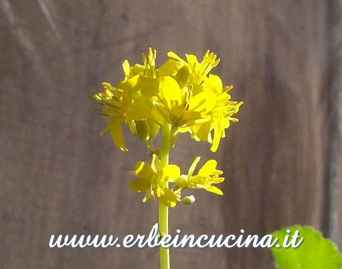 Fiore di cime di rapa