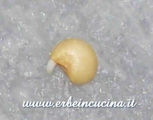 Eggplant sprout