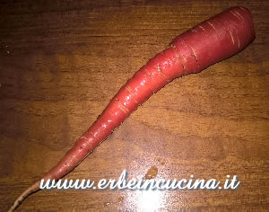 Carota Red Samurai