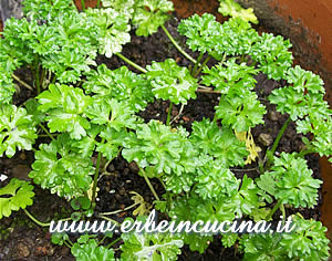 Curly leaf parsley