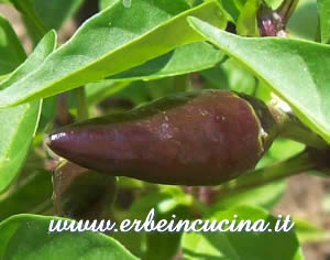 Jalapeno Purple