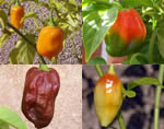 Habanero