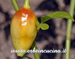 Habanero Cancun