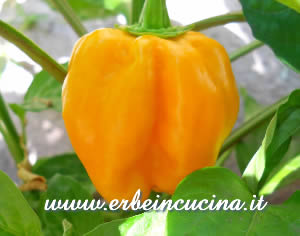 Habanero Golden